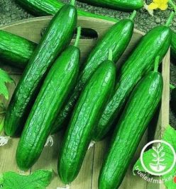 „„CASTRAVETI BETA ALPHA (BEIT ALPHA /CASTRAVETI LIBANEZI/ CASTRAVETI PERSANI)-OPAL