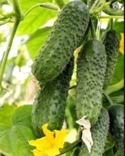 CASTRAVEȚI HIBRID F1