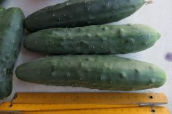 CASTRAVETI DE SALATĂ PERFECTION (VERDE LUNGHISSIMO) (150S/50%)