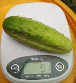 CASTRAVETI TĂRANESTI  DE BUZĂU