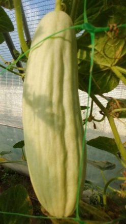 TORTARELLO ABRUZZESE-ARMENIAN CUCUMBER (150s-50%)