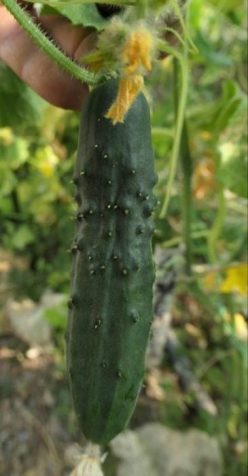 „YEMELIA SALAD CUCUMBER,