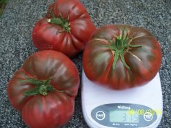 CHEROKEE PURPLE (25 S)