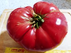 „CHINESE GIANT (100s)