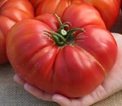 CHURCH (Giant Red) -25s