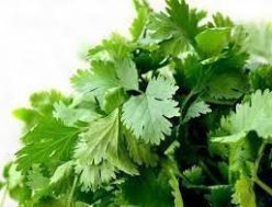 14 PLANTE AROMATICE, FLORI