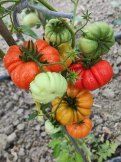 COSTOLUTO DI PARMA (OFERTĂ DE PRET)