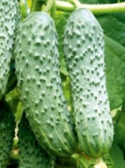 CASTRAVETI HIBRID CROSS COUNTRY/ ROYAL F1 -cornichon