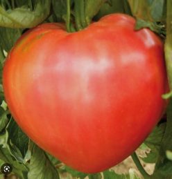 INIMĂ DE BOU DE ADRANO/CUOR DI BUE DI ADRANO (50s)