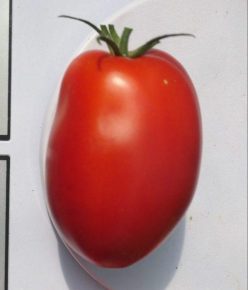 „„DE BARAO GIANT RED