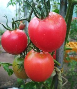 .PRUNISOARE DE MOLDOVA -ROZ (40s)