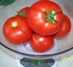 „ROȘII DE GALAȚI-DANUBIUS