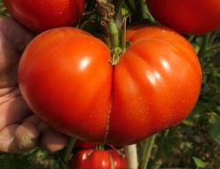 DIMENSIONLESS (FĂRĂ MĂSURĂ)