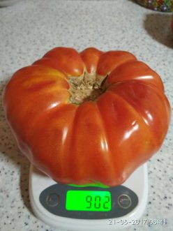 DOMNESTI DE TÂRGOVISTE (GIGANT)