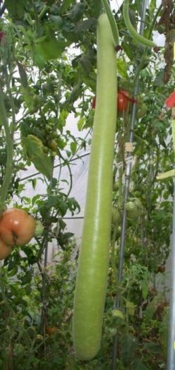 .DOVLECEL LA METRU/SNAKE GOURD-Agrosem Tg.Mures