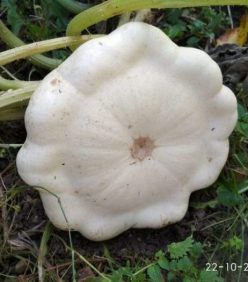 DOVLECEL PATISON CUSTARD WHITE