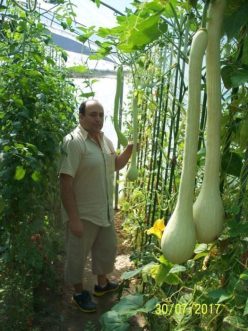 05. DOVLECEI, DOVLECI, PEPENI