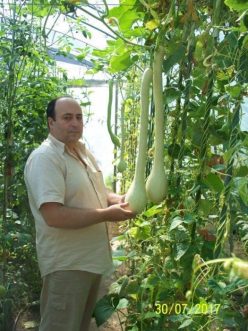 .DOVLECEL URCĂTOR TROMBETTA D´ALBENGA (ORGANIC)