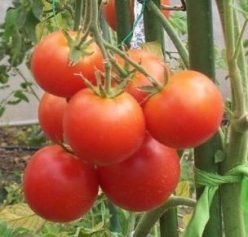 DUBLU CHERRY DE NEAMT