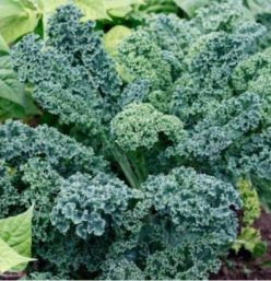 .VARZĂ KALE BLUE SCOTCH VATES DWARF