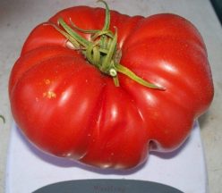 FANTEZIE/FANTAZIA-OPAL ZI BULGARIA (30s)