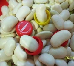 „Fasole CORONA (GIGANTE) / SPAGNA BIANCO (FRATLLI INGEGNOLI -MILANO ITALIA)