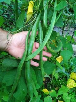 „„Fasole LIBERTY