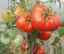 FLORENCE MILLED (OFERTĂ 120S)