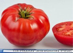 GERMAN JOHNSON (Ofertă pret/G. 80-95%)