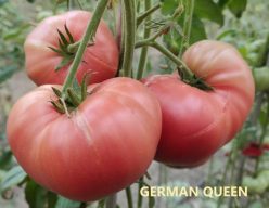 „GERMAN QUEEN (Giant)
