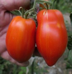 .GIANT PLUM RED (PRUNA ROSIE URIASĂ)