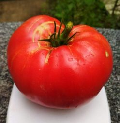 COPACUL URIAS-GIANT TREE