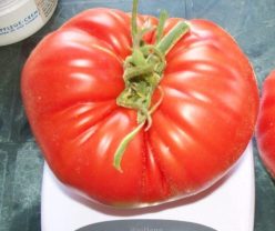 „„GIGANT BULGĂRESTI