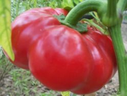 „GOGOȘARI DE BUZĂU