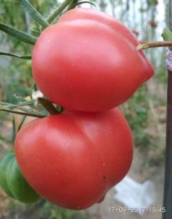 GOGOSHARY (ROSII GOGOSAR)