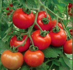 „„EARLY GOLIATH F1(100s)