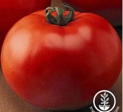 „„GOLIATH F1 (100s)