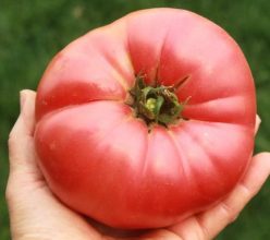 _GRANNY CANTRELL´S GERMAN TOMATO (Giant) 100S