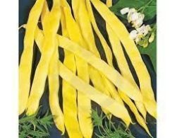 „Fasole GRASĂ DE BUZĂU