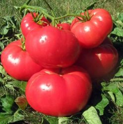 GREEK DOMATA (G.60%)