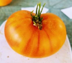 HILLBILLY (OFERTA 100S)