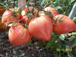 INIMĂ DE BOU (BGS SUCEAVA)