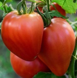 INIMĂ DE BOU ROSIE-TIMISOARA