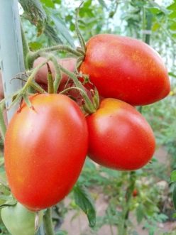 „„INIMĂ DE TAUR ROSIE -UCRAINA (VOLOVE SERTSEO KRASNAA)