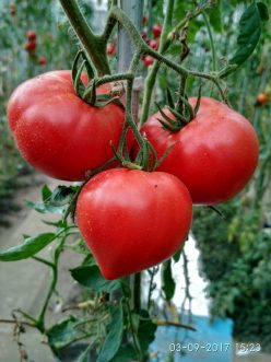 INIMA RUSEASCĂ BUDENOVKA