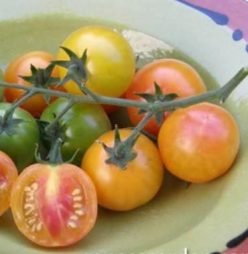 __CHERRY ISIS CANDY 30s