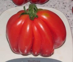 _ ITALIAN-AMERICAN GOLDMANS (AMISH TOMATO)