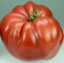 BISTECCA GIGANTE ITALIANO / ITALIAN GIANT BEEFSTEAK (OFERTA 100s)