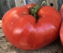 DOLCE ITALIANO (GIGANTE) / ITALIAN SWEET (Giant)