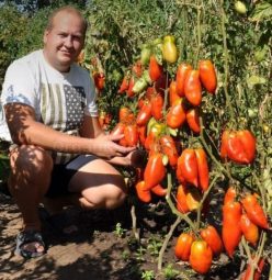 JERSEY GIANT/JERSEY DEVIL